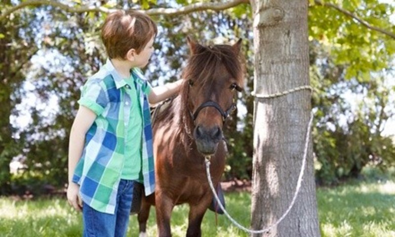 Up to 35% Off on Horse Drawn Carriage Ride at Chica's Ranch