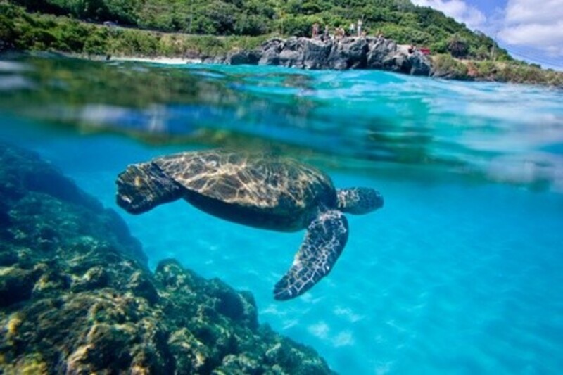Deal for Hawaii Turtle Tours