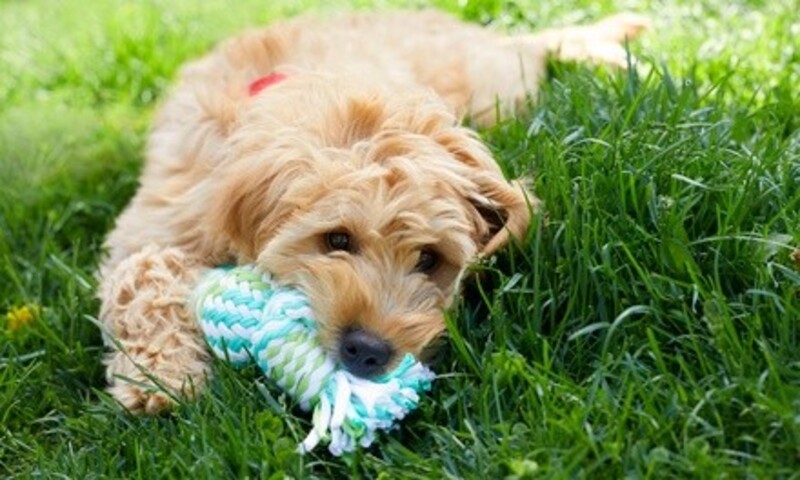 Deal for Best Friends Pet Resort & Salon