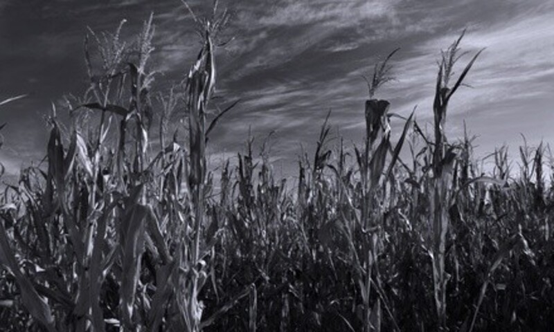 Moonlight Combo Admission for All Attractions to Heap's Haunted Corn Maze (Up to 47% Off)