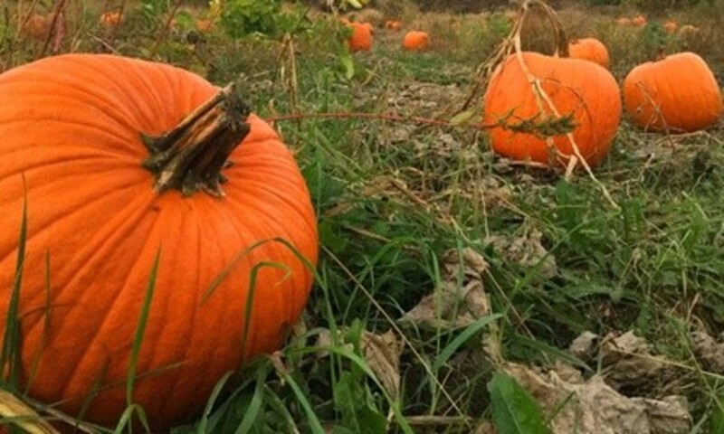 $22.50 for Farm Experience for One at George Hill Orchards ($31 Value)