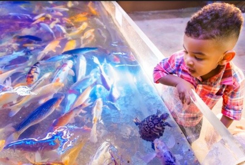 Up to 47% Off on Aquarium Visit at Seaquest Interactive Aquarium Folsom