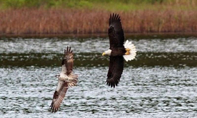 Bird-Watching & Eco Tour for One Adult or Child at Visit Murrells Inlet (Up to 13% Off)